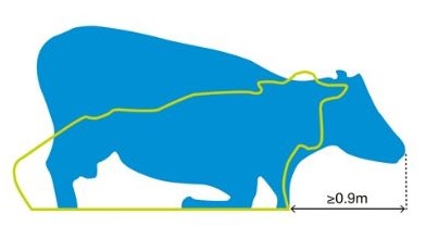 A diagram showing a cow moving from a lying position to a standing position.
